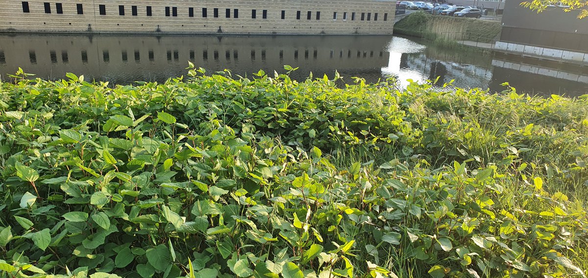 QuKerling's tweet photo. @Gem_Nieuwegein omdat de meldapp "Taludweg" niet als optie heeft. Het wordt hier overwoekerd door Japanse Duizendknoop. https://t.co/BFYBQhGJaD