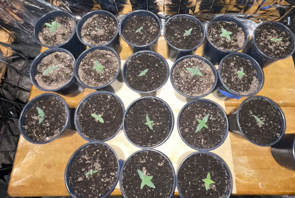 MamaGrass420's tweet photo. 11 days from seed. Beautiful strong little babies from @PacificSeedBank #Shiskaberry #Kish #PurpleMrNice #FemaleFarmers #WomenThatGrow #SheGrows #NorcalFarms #DNACrew #MendocinoFarms #CannabisCommunity #Cannabis #CannabisCulture #CannabisHealsMedicineKills #FYP #Trending https://t.co/lydloXgsqN
