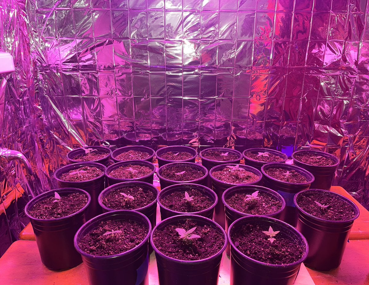 MamaGrass420's tweet photo. 11 days from seed. Beautiful strong little babies from @PacificSeedBank #Shiskaberry #Kish #PurpleMrNice #FemaleFarmers #WomenThatGrow #SheGrows #NorcalFarms #DNACrew #MendocinoFarms #CannabisCommunity #Cannabis #CannabisCulture #CannabisHealsMedicineKills #FYP #Trending https://t.co/lydloXgsqN