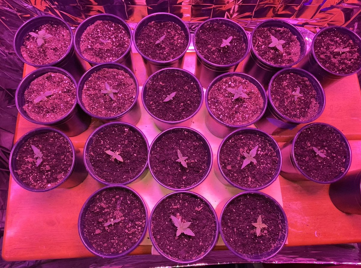 MamaGrass420's tweet photo. 11 days from seed. Beautiful strong little babies from @PacificSeedBank #Shiskaberry #Kish #PurpleMrNice #FemaleFarmers #WomenThatGrow #SheGrows #NorcalFarms #DNACrew #MendocinoFarms #CannabisCommunity #Cannabis #CannabisCulture #CannabisHealsMedicineKills #FYP #Trending https://t.co/lydloXgsqN