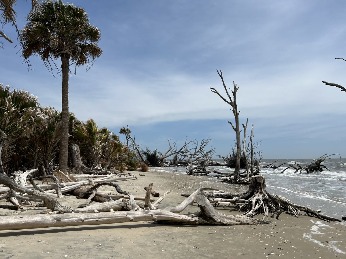 AgentSquids's tweet image. Hanging at Botany Bay in South Carolina…..