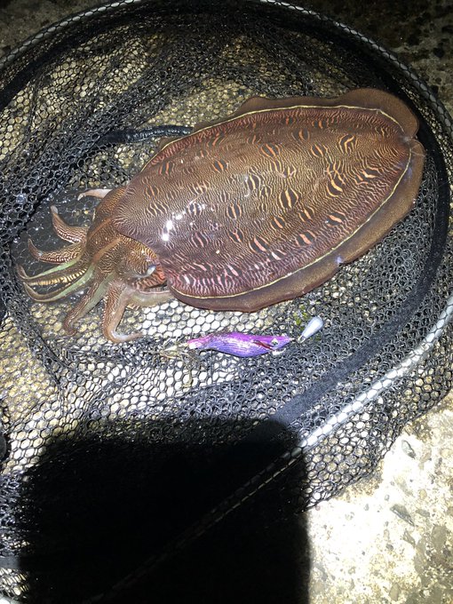 やぁっと釣れたー!しかもこれモンゴウイカだ!でかい! 