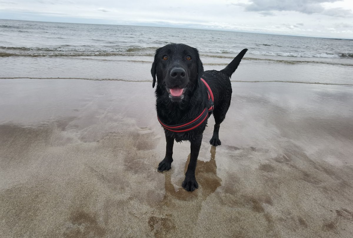 BlairDurno's tweet photo. Happy Girl. #Huawei #HuaweiP40Pro #CapturedOnHuawei #LoveMyHuawei #MyHuaweiMoment #HuaweiCommunity #Arbroath #VisitAngus #VisitScotland @HuaweiMobile @HuaweiMobileUK @Visit_Angus @VisitScotland https://t.co/qVJAq8gBtZ