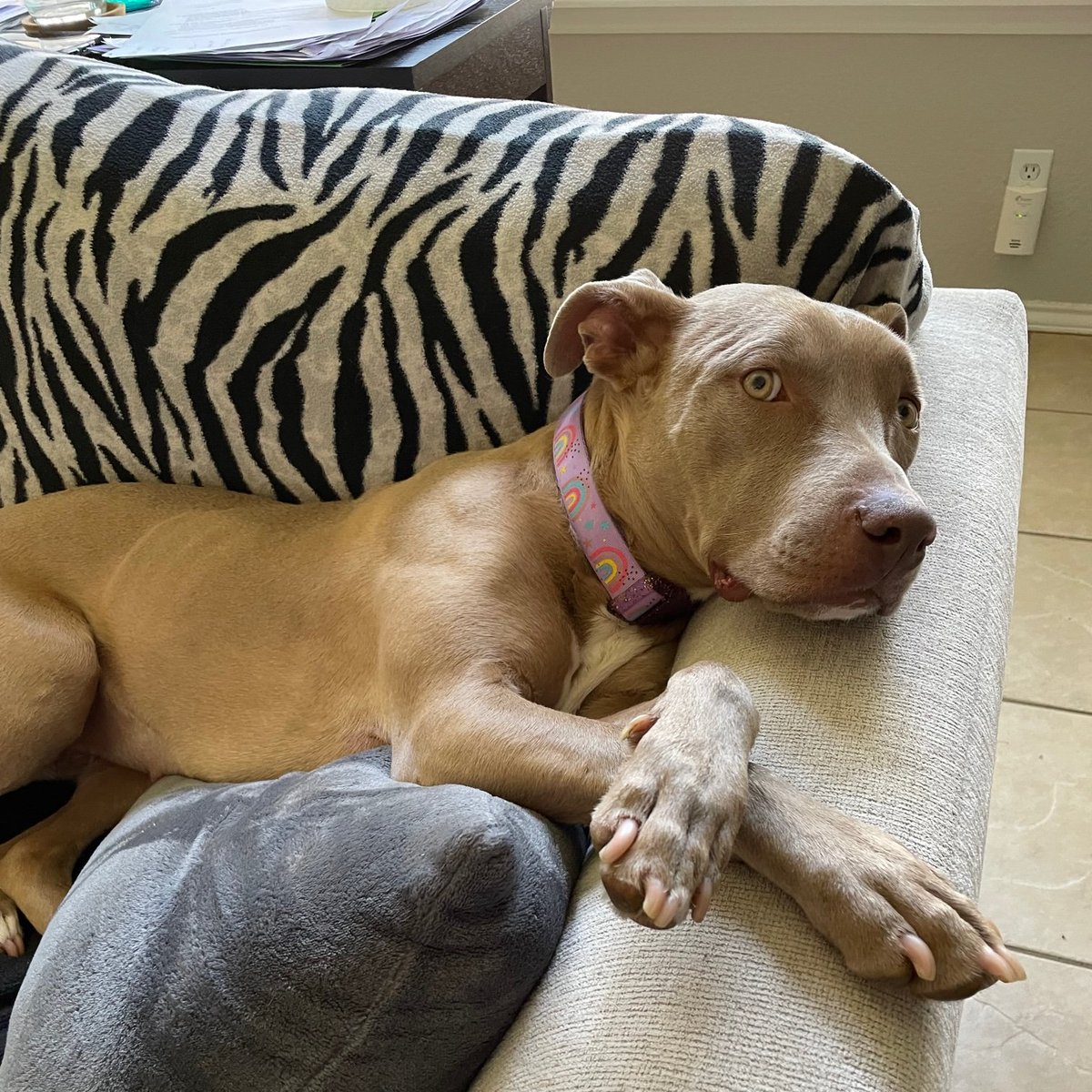 wilcopets's tweet photo. #FosterFeature Sasha is house- and crate-trained and has very good manners 🏡.  She loves people and did well around the older kids in the home.  Sasha loves to play but she's also happy just to sit with you while you work or watch TV.  To meet her, email 📨 adoption@wilco.org. https://t.co/wTKSqWdOO3