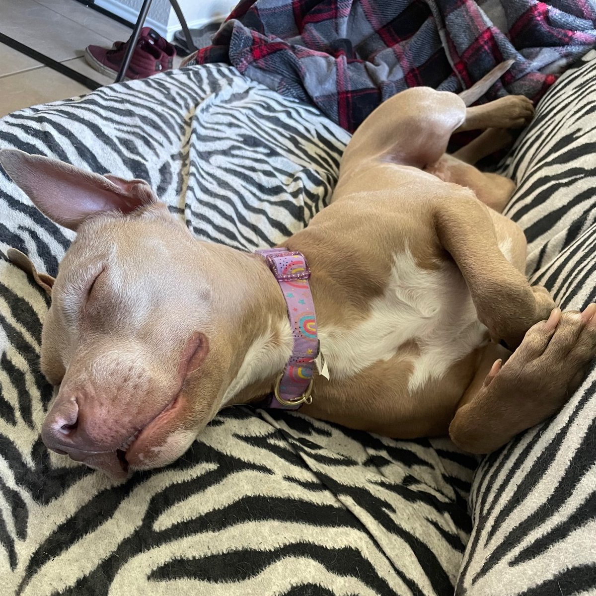 wilcopets's tweet photo. #FosterFeature Sasha is house- and crate-trained and has very good manners 🏡.  She loves people and did well around the older kids in the home.  Sasha loves to play but she's also happy just to sit with you while you work or watch TV.  To meet her, email 📨 adoption@wilco.org. https://t.co/wTKSqWdOO3