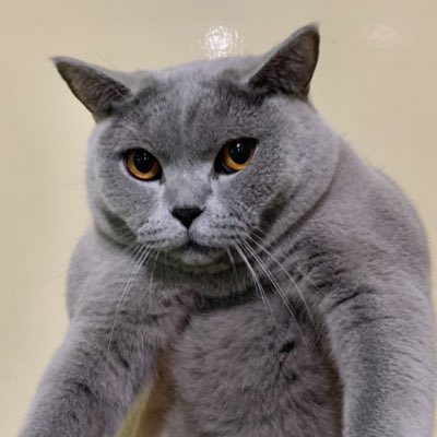 eagerbriever's tweet photo. #NewProfilePic https://t.co/YFYWZfz1Jd