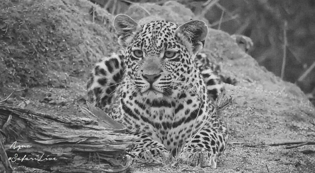 Aquathonic's tweet photo. My heart is broken. #wildearth #hosana #rip https://t.co/8BFMIaEdrm