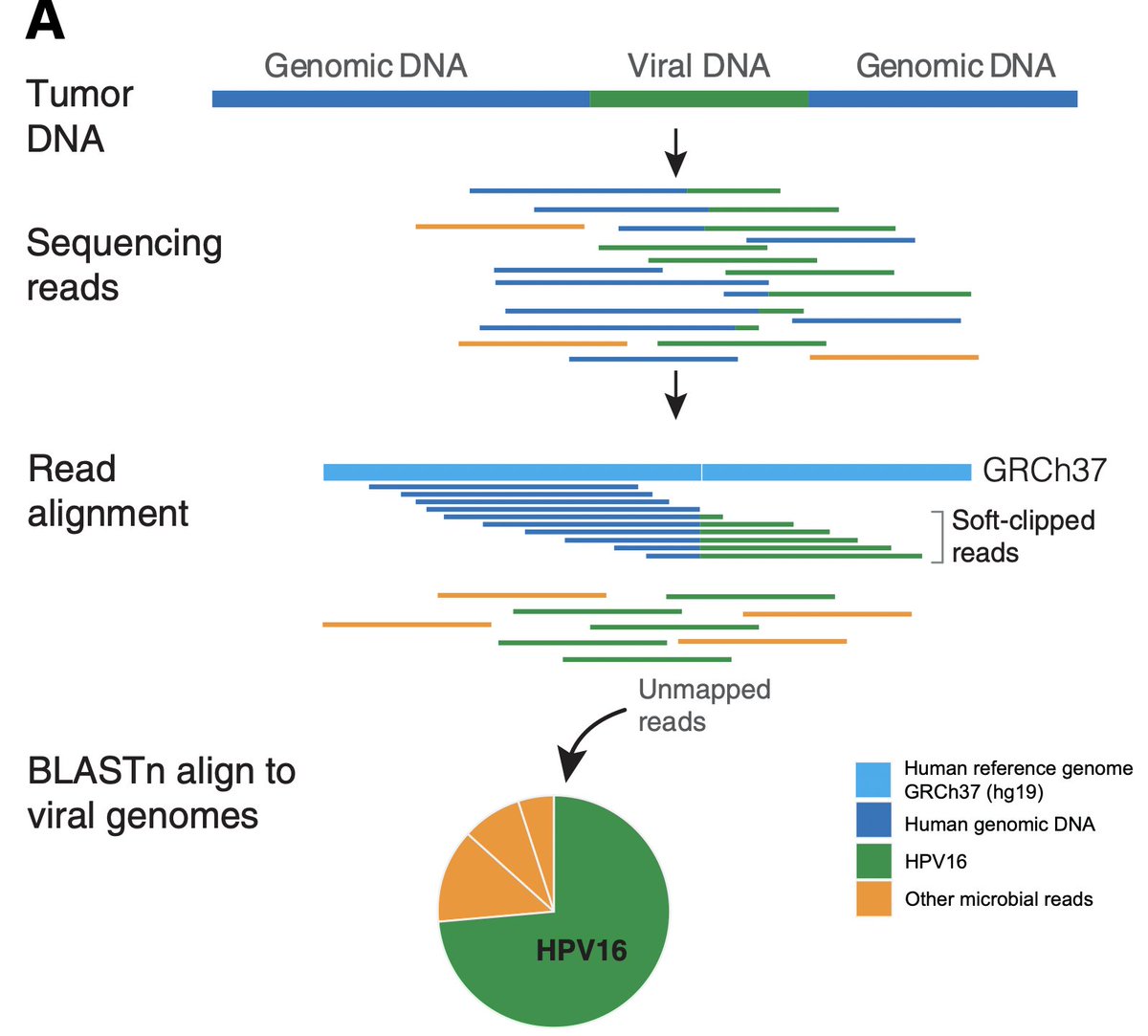 ahmetz's tweet photo. One of my goals in my old position at @MSKPathology was to increase the value we get from NGS results. Our new paper shows one way to do just that - using unmapped reads to discover viruses present in the tissue! 🧵

https://t.co/7G8NrxBOhk https://t.co/gBEUEjDugO