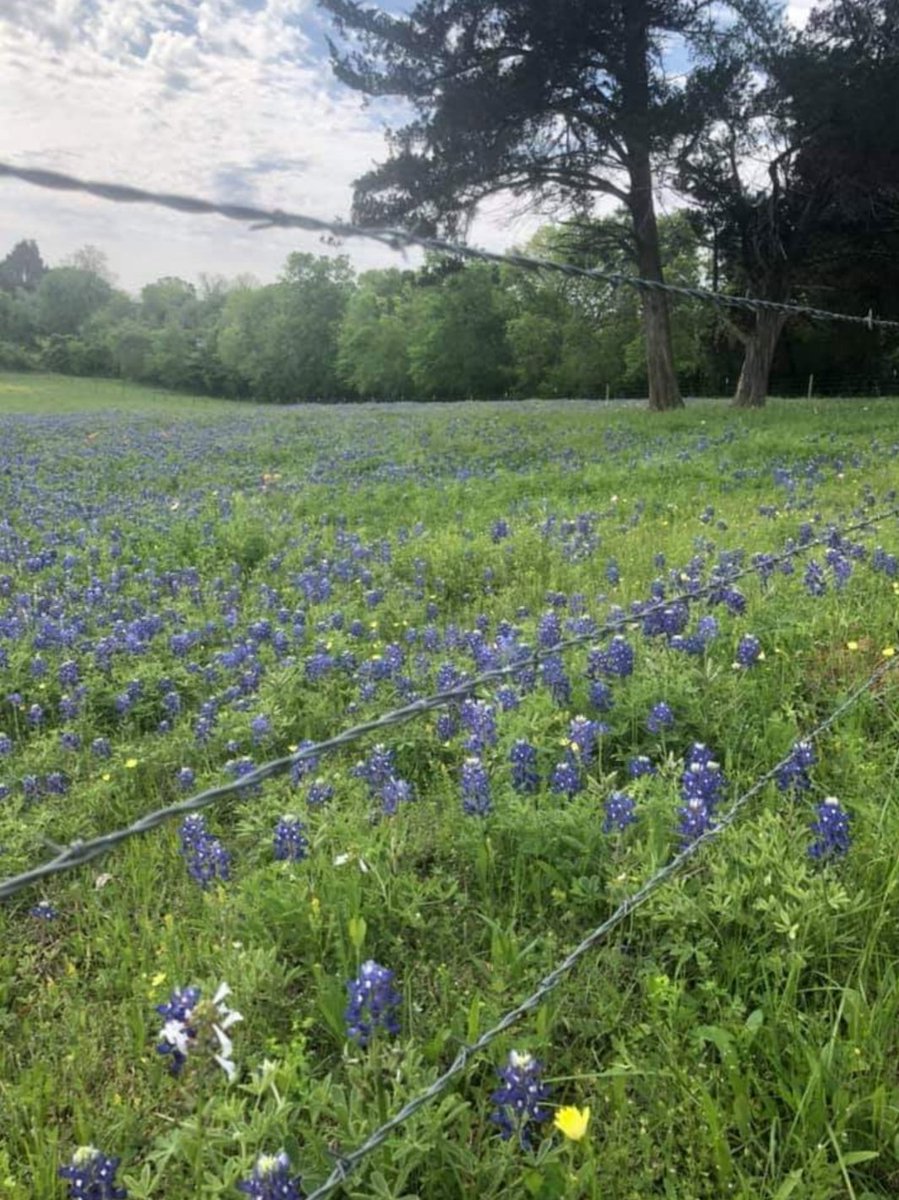 rmorrisondcool1's tweet photo. 💙Texas Bluebonnets: A little bit of God's gifts to Texas💙
#SaveOurChildren #MayYouBeBlessedWithEnough
#LoveOverHate #HateIsNotAnOption https://t.co/DWUAYSMELC