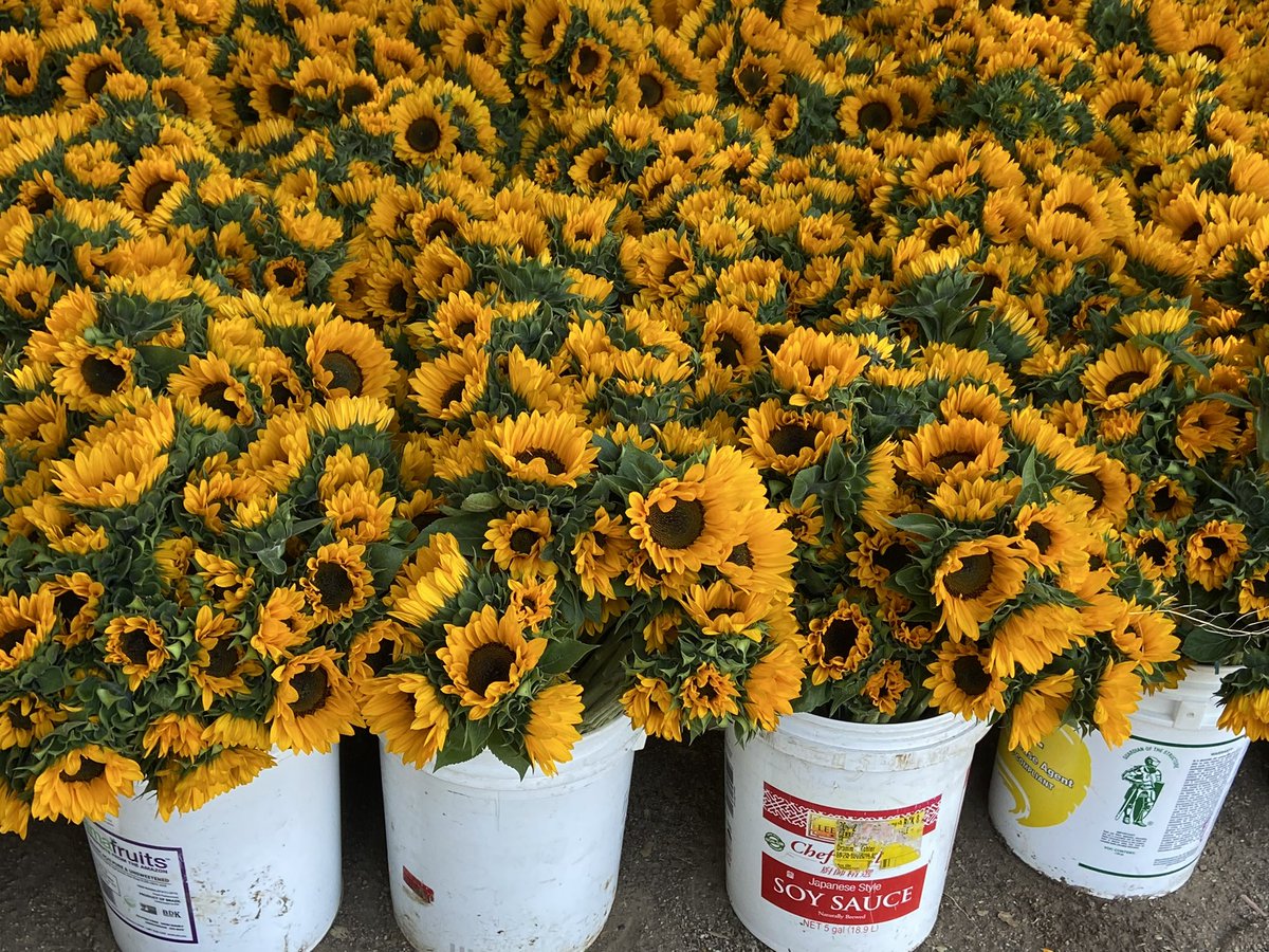 Viva_Tamales's tweet photo. Attention all Vegas locals! I will be in Vegas Saturday and Sunday selling flowers for your momma and yo baby momma. I will be here Saturday from 9am-8pm and Sunday from 8am-3pm. Sunflowers are $6 per bunch (5 suns in one bunch) or $5 if you retweet
More info below 🫡🫡 https://t.co/MRFJhLasmm
