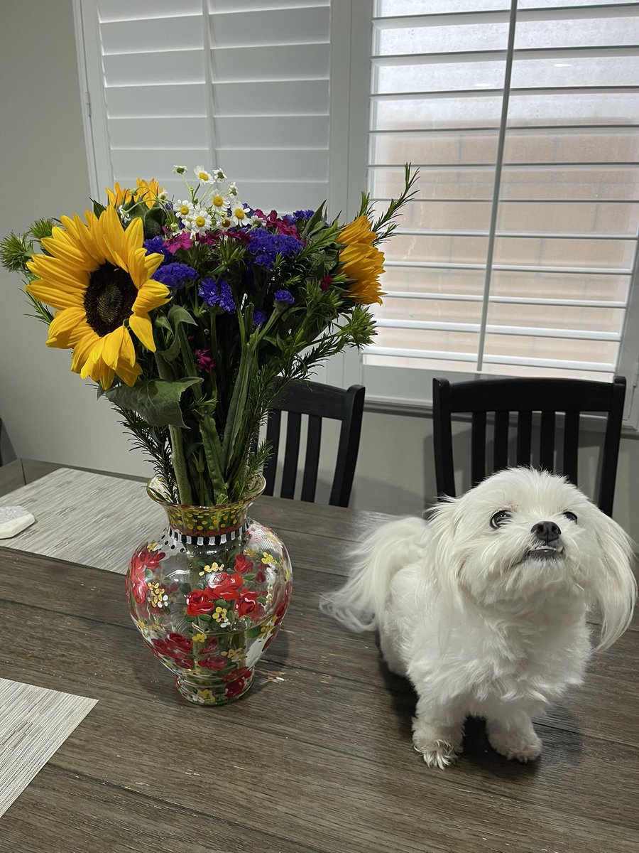 Viva_Tamales's tweet photo. Attention all Vegas locals! I will be in Vegas Saturday and Sunday selling flowers for your momma and yo baby momma. I will be here Saturday from 9am-8pm and Sunday from 8am-3pm. Sunflowers are $6 per bunch (5 suns in one bunch) or $5 if you retweet
More info below 🫡🫡 https://t.co/MRFJhLasmm