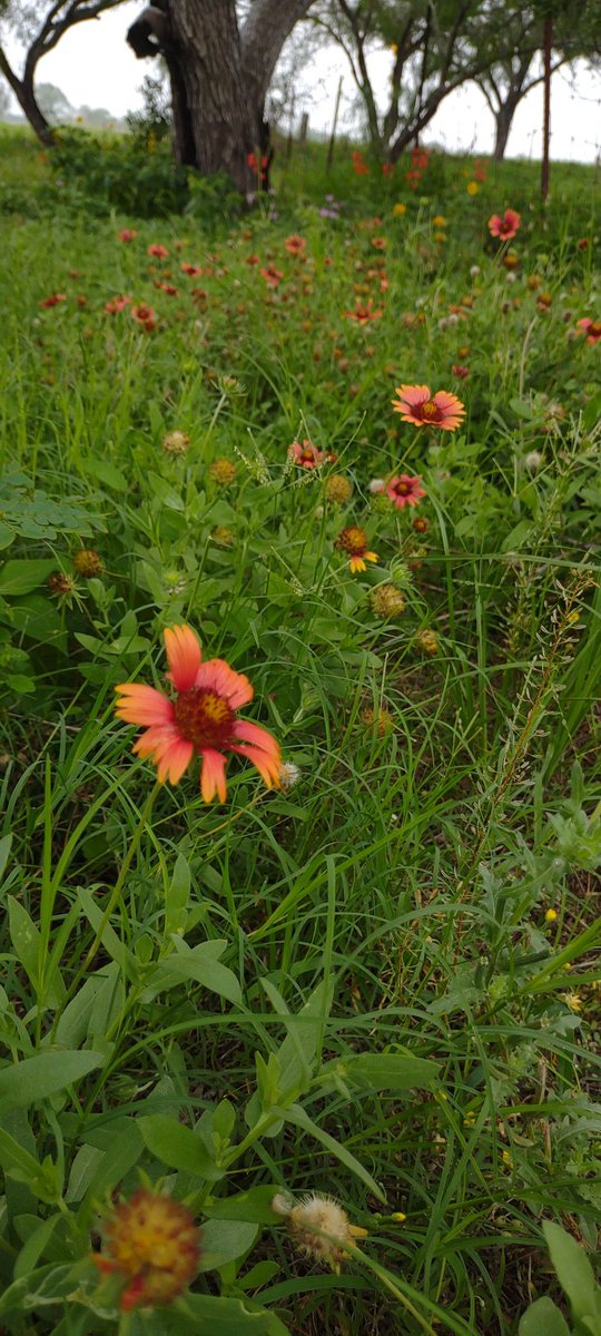 Liz84844815's tweet photo. #FlowersOnFriday
#Gaillardia #RedSage
From my yard right now
#SouthTexasFlowers
Good Friday Morning Twitters! πππππ€π€β€οΈβ€οΈ https://t.co/z50wP4JC3b