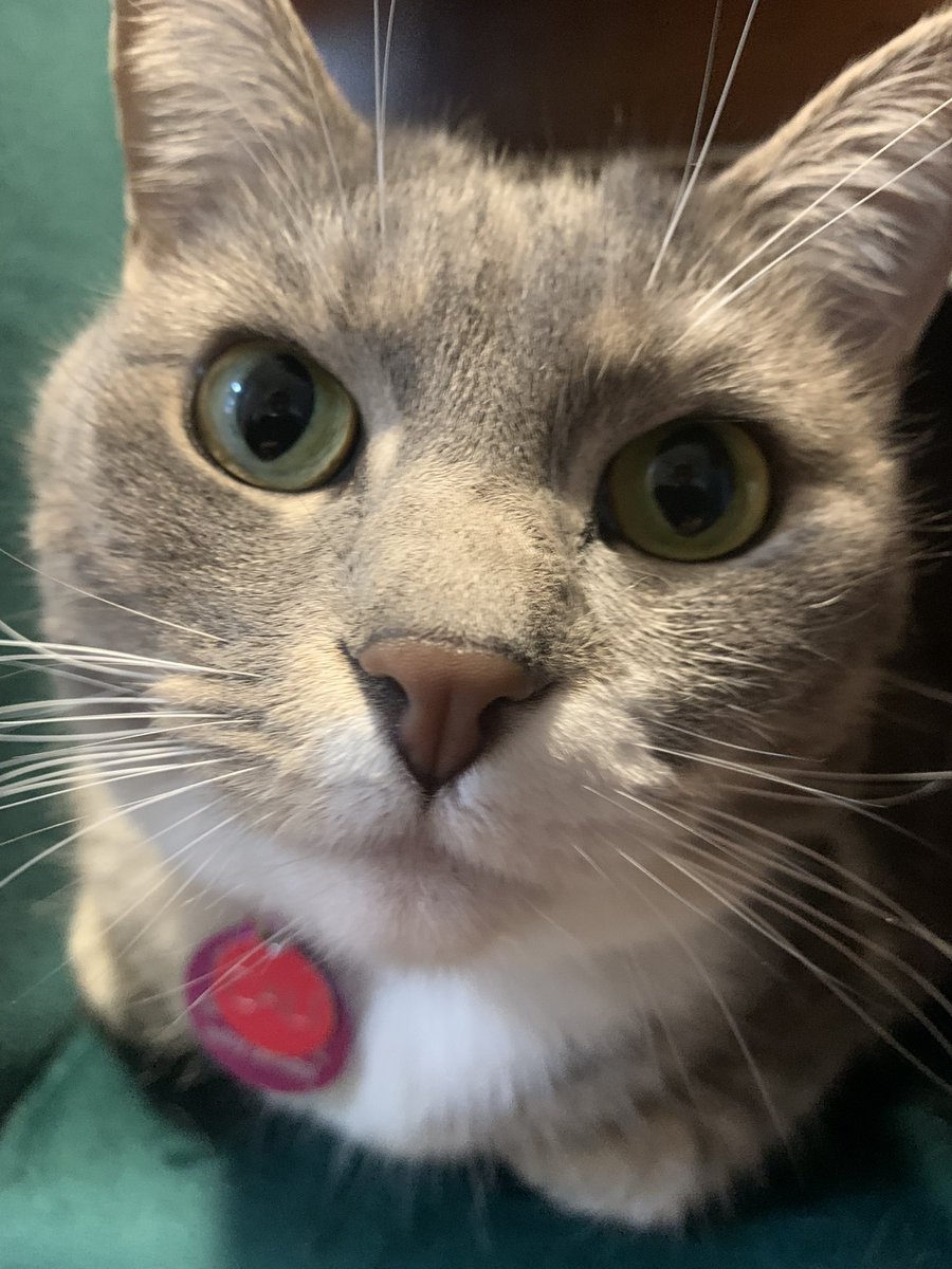 SnorlaxPokekid's tweet photo. Is it possible to love your #PokeCat more than your human children? I’m afraid it might be possible. I’m a horrible person. #CatsOnTwitter https://t.co/05fKgpNNOX