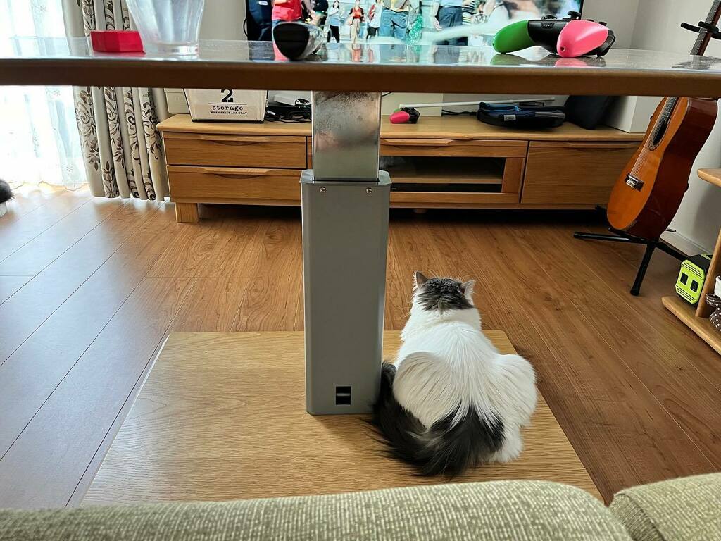 canonfuga0128's tweet photo. テレビ見てたら,足元にも視聴者いました(笑) #cathappiness #cathappylife #catphot #さいべりにゃん #しろねこ祭 #にゃんにゃんフォト #にゃあご展 #はちわれねこ部 #ねこねこ日本史 #ねこちゃんほんぽ https://t.co/EGokTjAtk7 https://t.co/aoyAawRVK3
