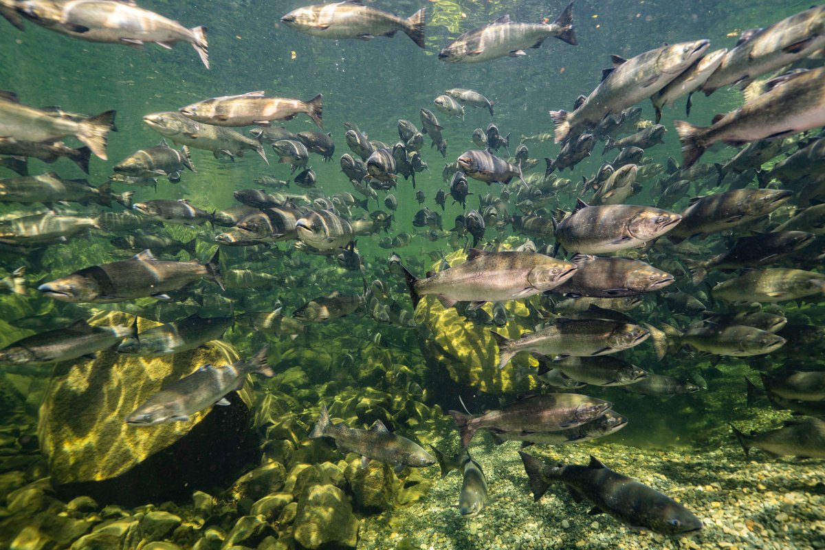 when you going downstream and your friends are going upstream...
#chinooksalmon
#BCFwildlife
#PacificNorthwest