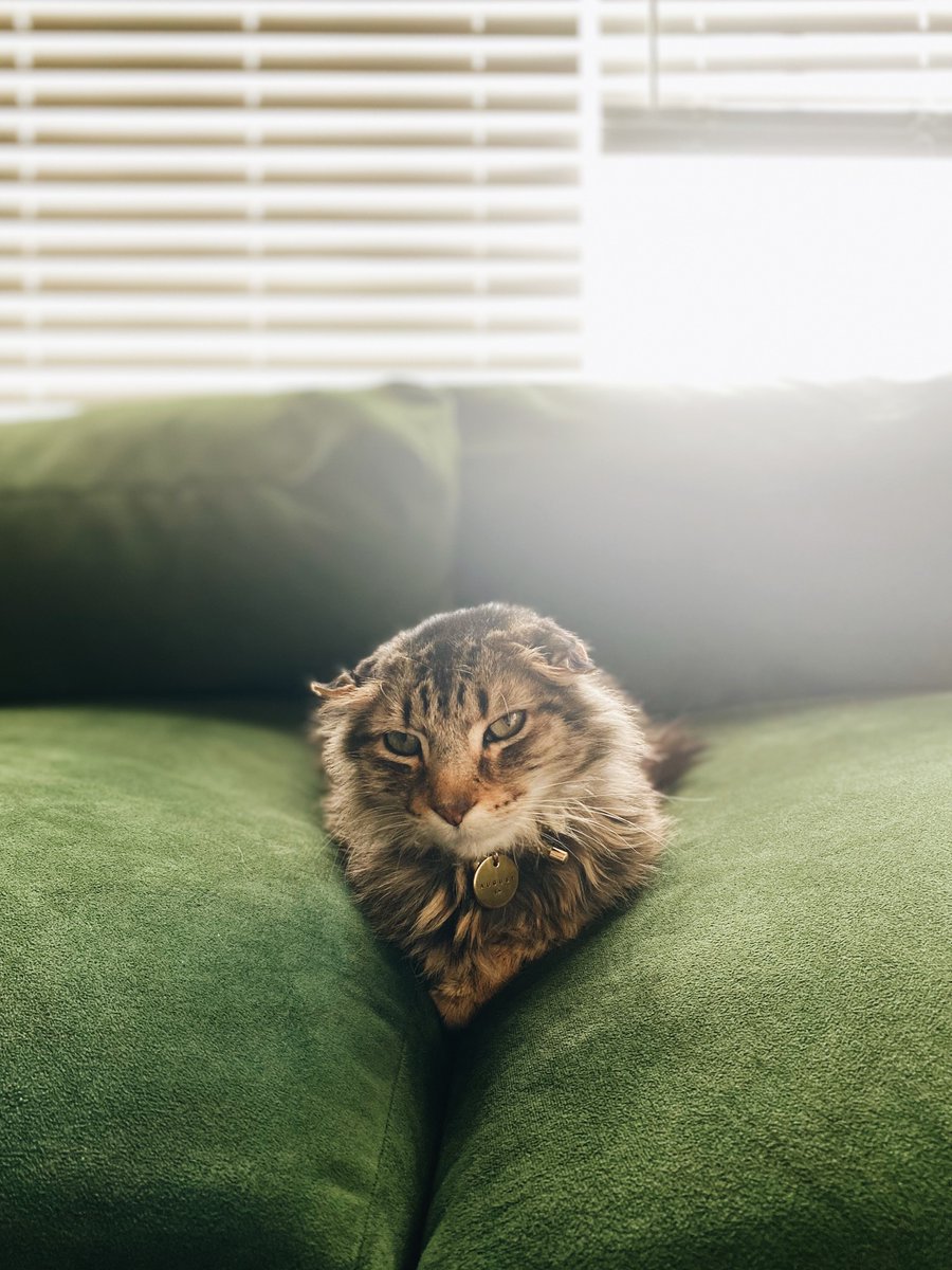 Humane Society of Summit County tweet media