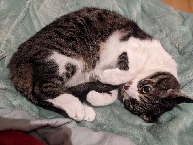 ちゃんとしっぽ持って寝てえらい 