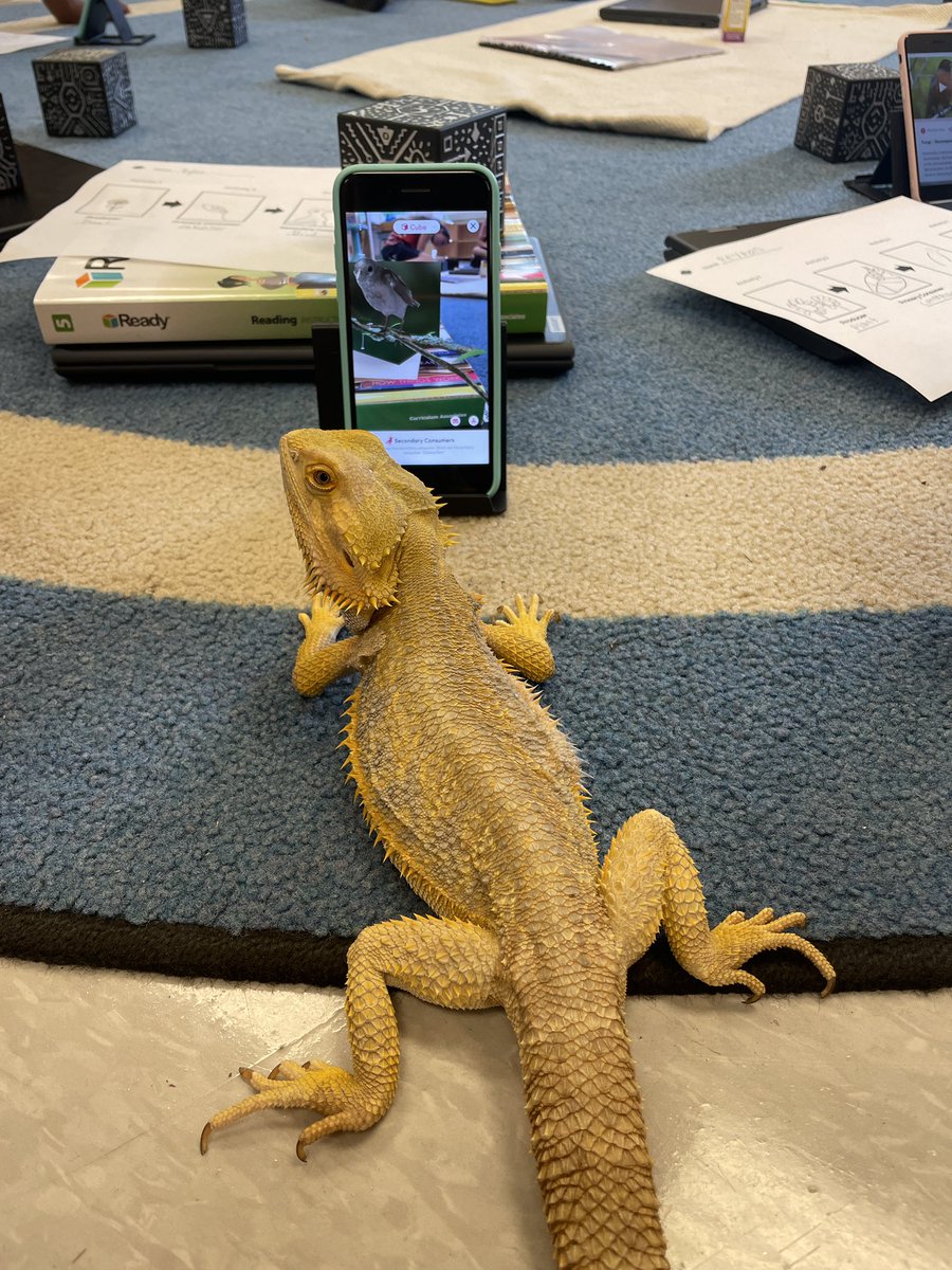 techyviewteach's tweet photo. All members of the 5th grade Montessori class at @GreenwoodECC enjoyed learning about food webs using @MergeVR today! https://t.co/eiF9UW2lGS