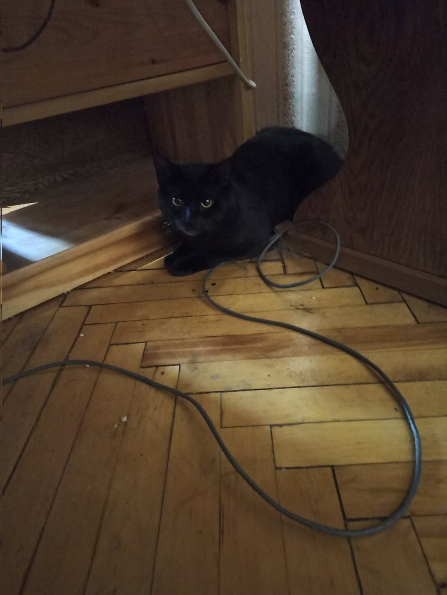 mordoretc's tweet photo. Словила социальный перегруз от котов. 

Эти кошки смеялись, надо мной смеялись! https://t.co/aDRegjmMFG