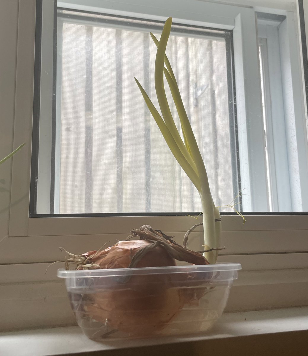 玉ねぎが発芽してたのでそのまま行けるとこまで育ててみることにしました