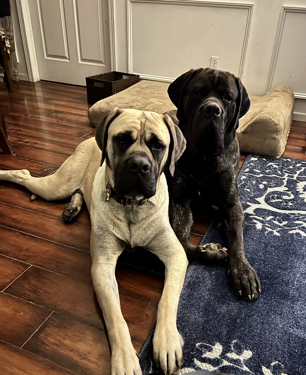 TastyMeatBBQ's tweet photo. @Alphaunit These are my boys. Flynn (brindle) and Banner (fawn). 1 1/2 yrs. #EnglishMastiffs https://t.co/OveLrmszvr