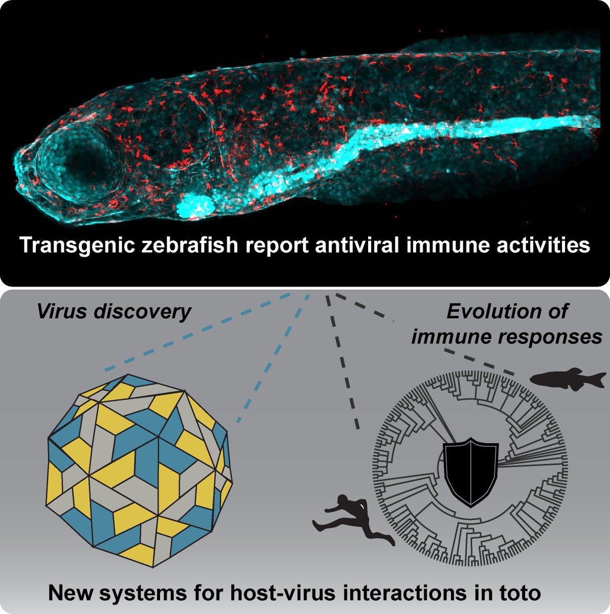 Keir Balla (@keirballa) on Twitter photo I'm looking for RAs & scientists to help launch my lab <a href="/czbiohub/">Chan Zuckerberg Biohub Network</a>! We discover and deploy zebrafish viruses to capture infection dialogs with visual and molecular precision. Join us in illuminating virus infection biology in toto. czbiohub.org/careers/ or contact me directly I'm looking for RAs & scientists to help launch my lab <a href="/czbiohub/">Chan Zuckerberg Biohub Network</a>! We discover and deploy zebrafish viruses to capture infection dialogs with visual and molecular precision. Join us in illuminating virus infection biology in toto. czbiohub.org/careers/ or contact me directly