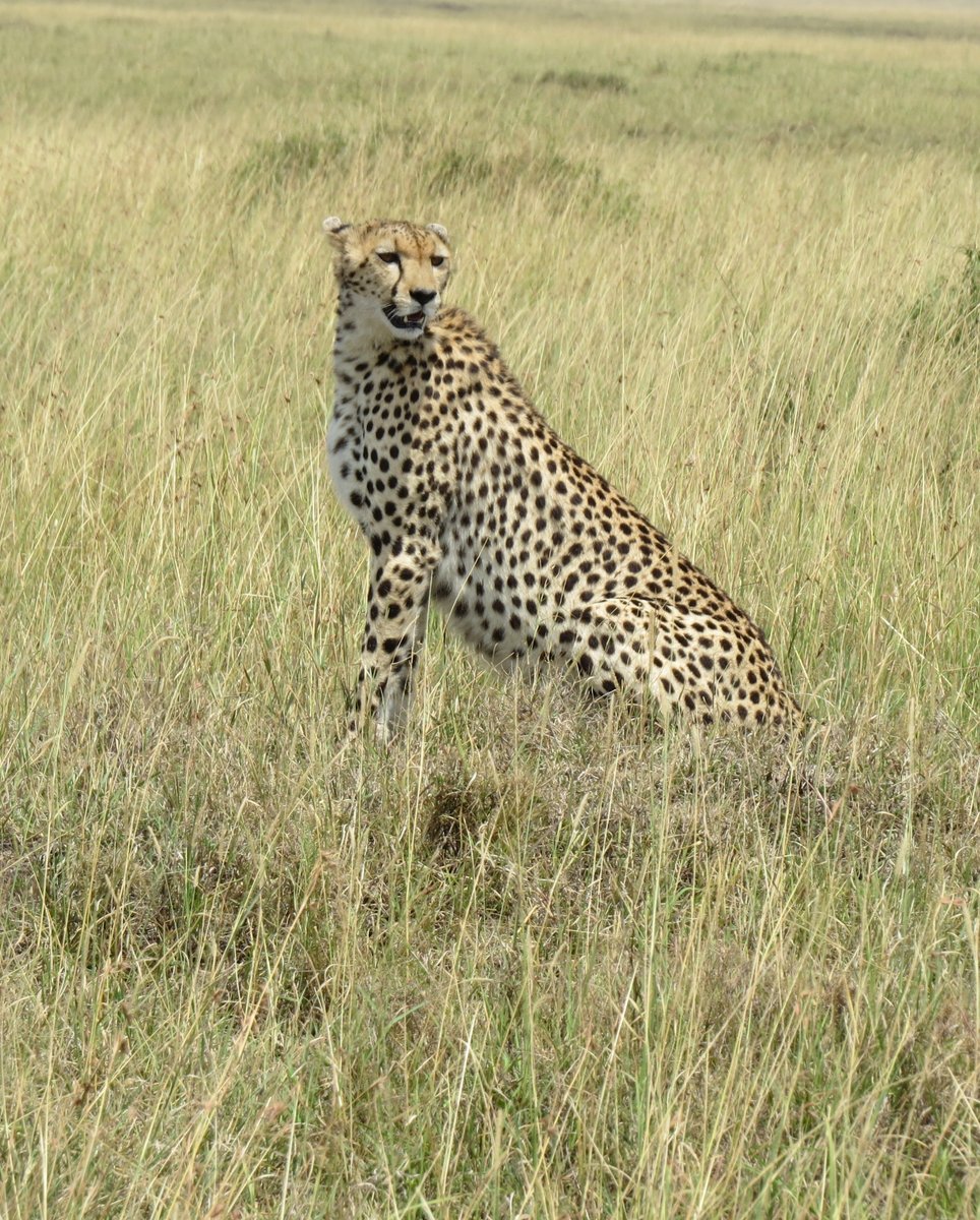 Beautiful #cheetah in the #maasaimara in #Kenya.  They deserve to live free and wild.  #savethecheetahs #stopwildlifetrafficking #stopwildlifecrime #cheetahsarenotpets #letthemlivefree #wildlifeconservation #champions4wildlife