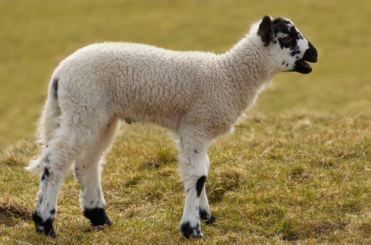 ElancoLivestock's tweet photo. Confused by worm lifecycles and which wormer to use when? Find out about the options available for a #SustainableWormControl programme here:
https://t.co/JIuQw7255y #WormControl #LambHealthTips https://t.co/cAHiCwAMEj