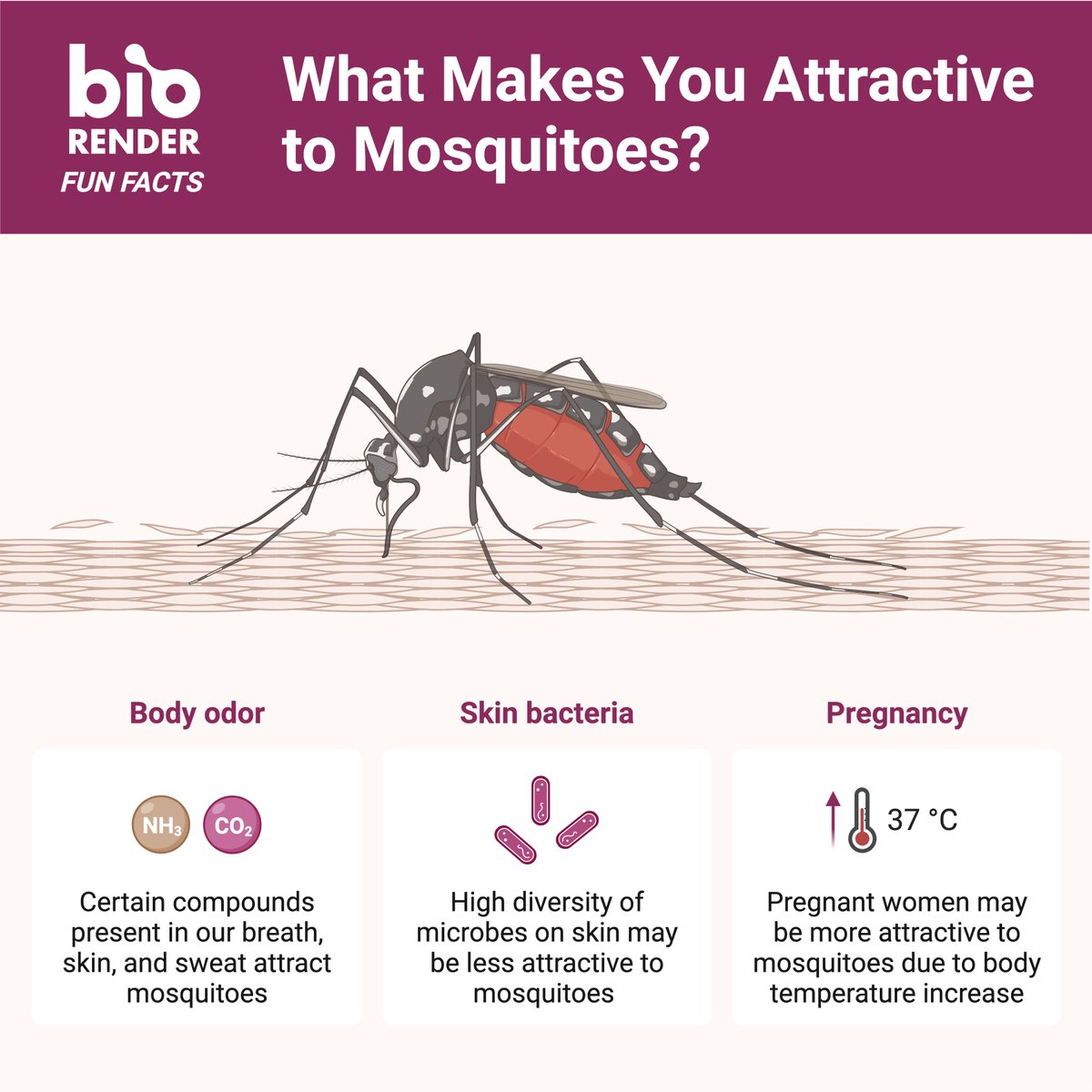 BioRender's tweet photo. Have you ever wondered why some people get more mosquito bites than others? Find out what factors might make you more or less attractive to mosquitoes. 🦟

This image was created fully in BioRender and can be found in our template library: https://t.co/BJdam7bfwp https://t.co/DRSliYCrdq