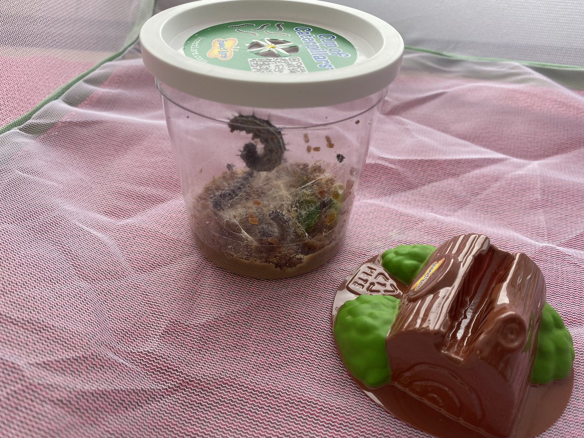 Alyssa Formisano tweet media