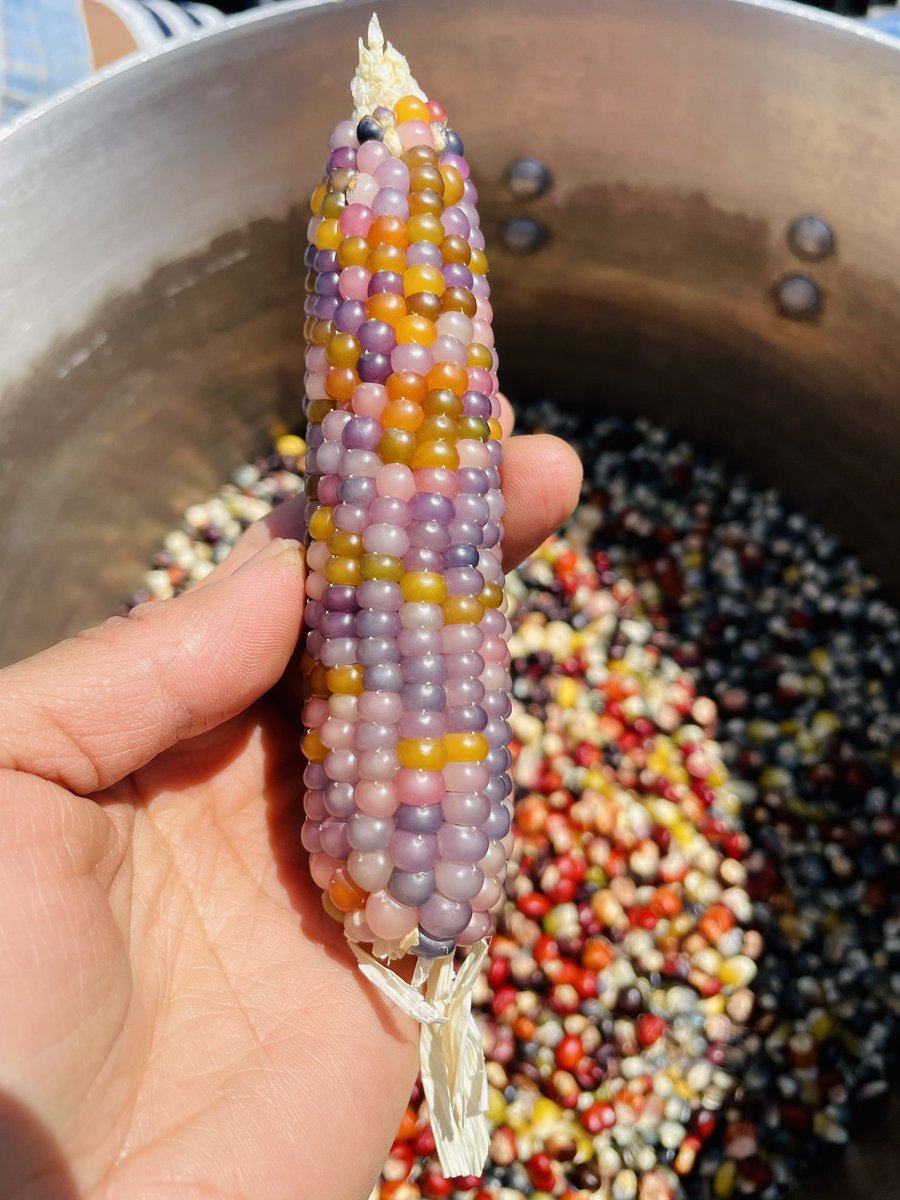 Last year I harvested this Glass gem corn, and yesterday we process it for making corn flour.
