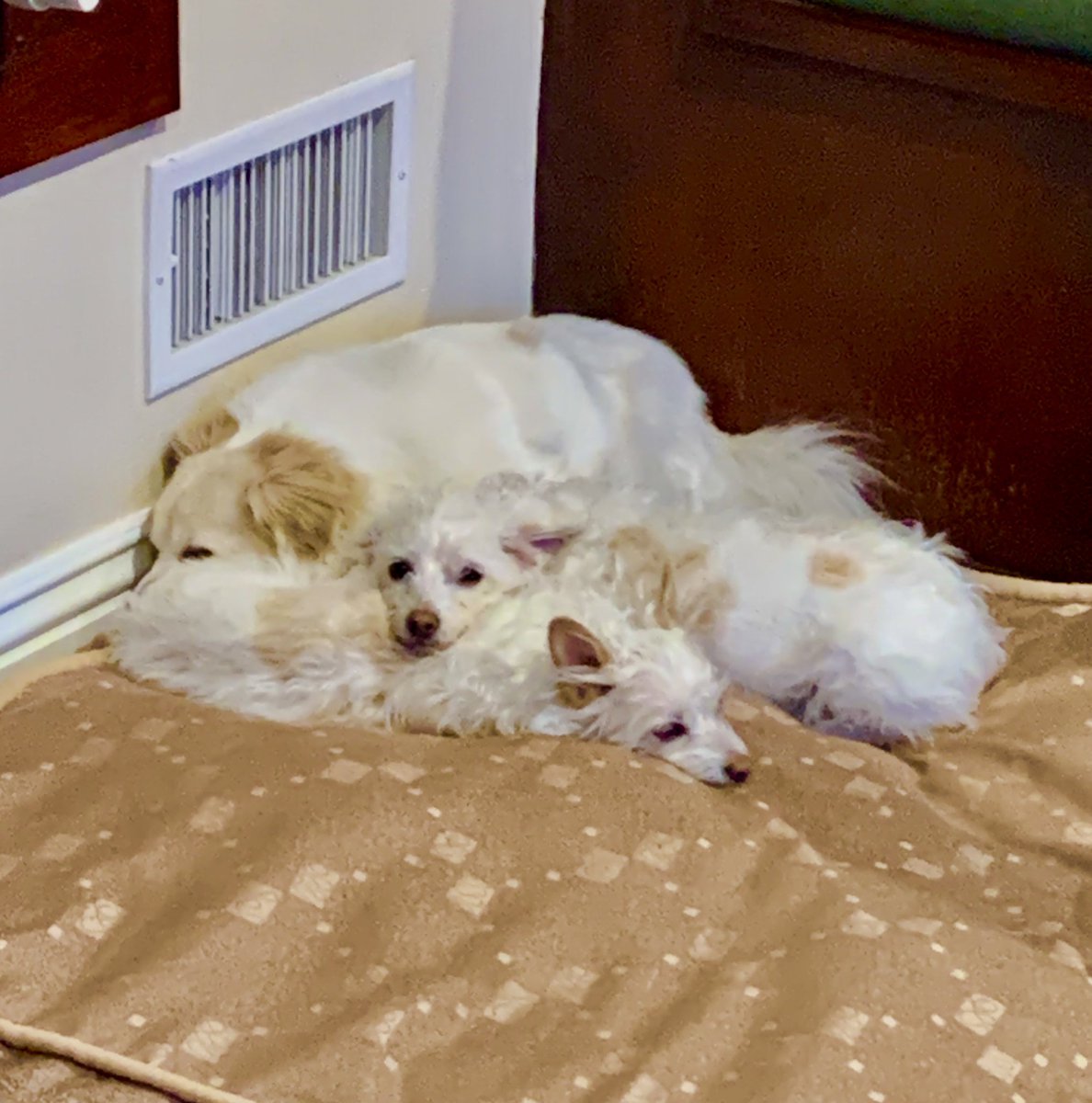 Ape4Travel's tweet photo. @GlennonDoyle Nope - there’s still plenty of room by the heating duct. https://t.co/tEIk7i8Nxi