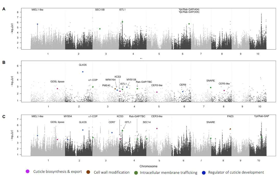 Integrating GWAS and TWAS to elucidate the genetic architecture of maize leaf cuticular conductance (Meng Lin, et al <a href="/Cornell/">Cornell University</a>) #PlantSci buff.ly/3l2dPy5