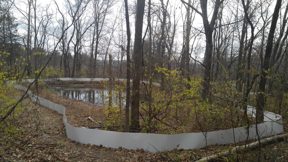INHSPACELab's tweet photo. Brock Lorenzen is an https://t.co/7Yp9Qk3ClR. student in the lab working on applying population abundance modeling ephemeral wetland breeding salamanders.

https://t.co/WZGh1hQ5Or

#INHSPaCELab #INHS #NGRREC #Conservation #Fieldwork https://t.co/Z4eU7xNVZp