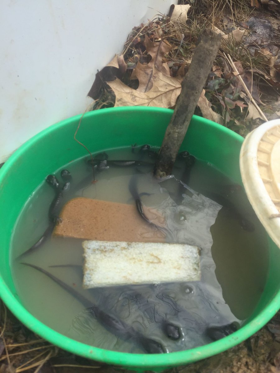 INHSPACELab's tweet photo. Brock Lorenzen is an https://t.co/7Yp9Qk3ClR. student in the lab working on applying population abundance modeling ephemeral wetland breeding salamanders.

https://t.co/WZGh1hQ5Or

#INHSPaCELab #INHS #NGRREC #Conservation #Fieldwork https://t.co/Z4eU7xNVZp