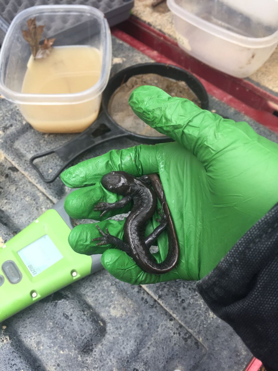 INHSPACELab's tweet photo. Brock Lorenzen is an https://t.co/7Yp9Qk3ClR. student in the lab working on applying population abundance modeling ephemeral wetland breeding salamanders.

https://t.co/WZGh1hQ5Or

#INHSPaCELab #INHS #NGRREC #Conservation #Fieldwork https://t.co/Z4eU7xNVZp