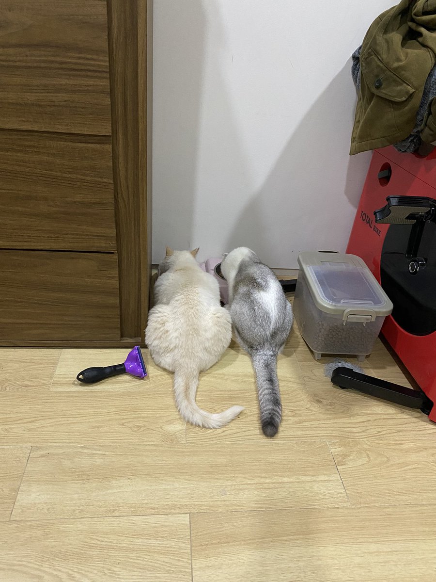 Lochhhhhhh's tweet photo. Kucing aja ngantri bosss https://t.co/ad7Men7hII