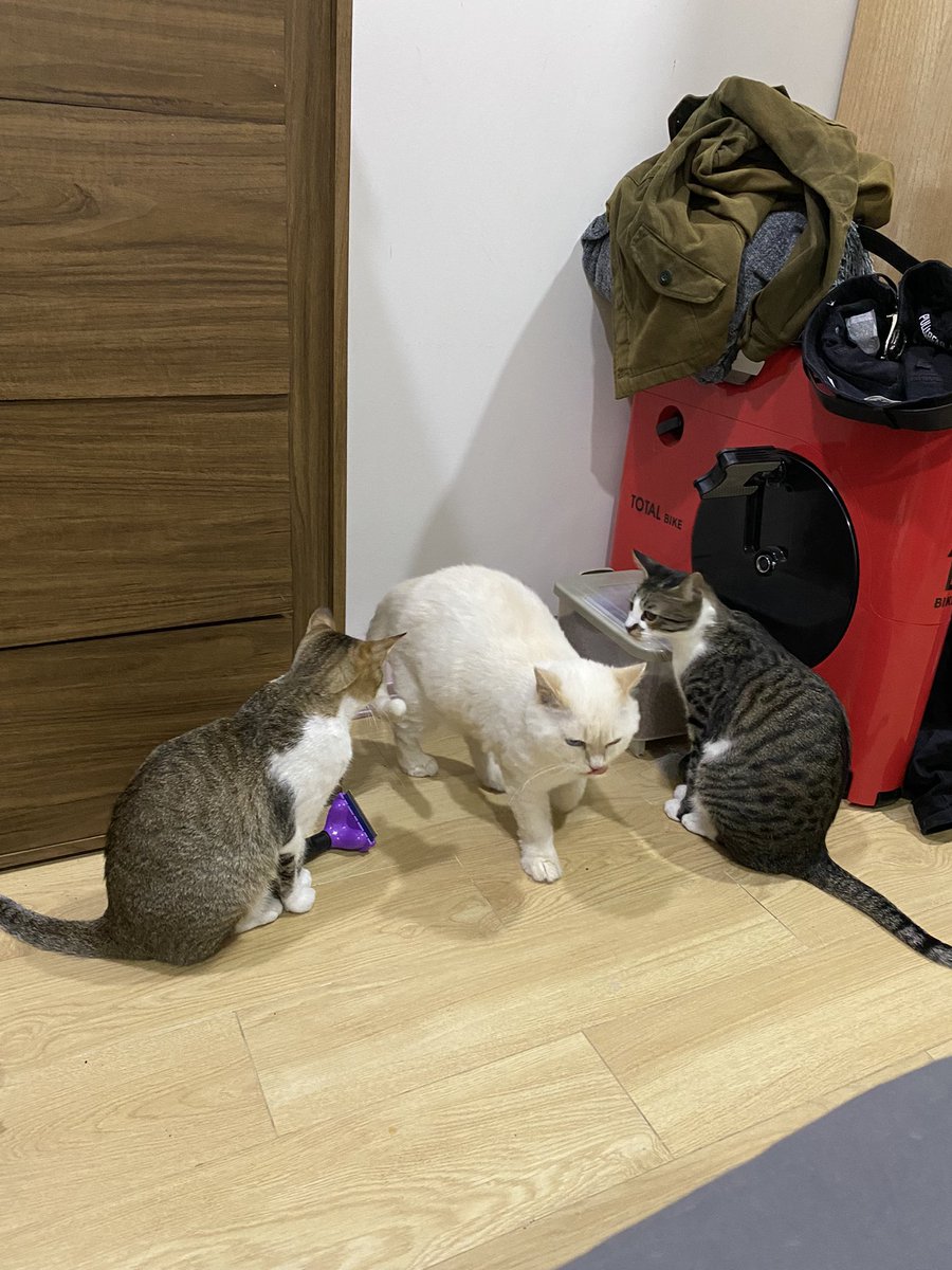 Lochhhhhhh's tweet photo. Kucing aja ngantri bosss https://t.co/ad7Men7hII