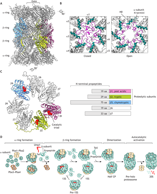 J_Cell_Sci's tweet photo. Hanna &amp;co @HelenaMSchnell @BrighamWomens  @harvardmed discuss recent developments and structural insights regarding chaperone-mediated assembly of the proteasome core particle:  https://t.co/K7broYLfcI https://t.co/OEGAVKPbBk