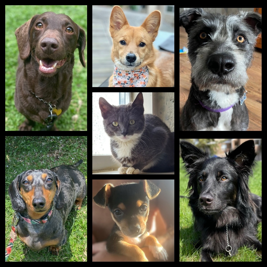 RescuePopPets's tweet photo. It's #NationalPetWeek! 🎉🐶🐱
To honor the week, meet this pawsome round-up of #rescuepets! Seven rescues for seven days of the week! Meet....
🐾 Maple
🐾 Floki
🐾 Freya
🐾 Groot
🐾 Esther
🐾 Mortimer
🐾 Maverick
#RescuePop #AdoptDontShop #UltimuttGuide #PetAdoptionGuide https://t.co/QWWHTK8hv7
