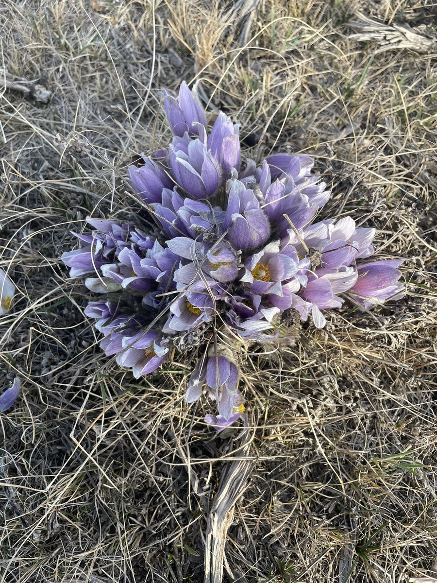 TomasArthur1's tweet photo. The best crocus crop I’ve seen in years https://t.co/1vQpBsoqRm