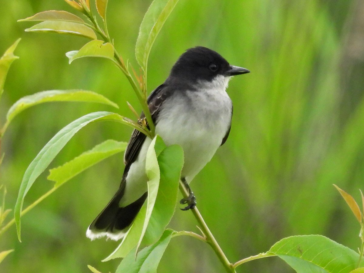 CTFortTrumbull's tweet photo. We are looking forward to opening back up and everyone coming to visit @CTFortTrumbull, @FortGriswold, #HaleyFarm and #BluffPoint. Thanks to our #ResidentPhotog for some 2021 summer pics. #CTNatureFans https://t.co/17oqrYAQOO