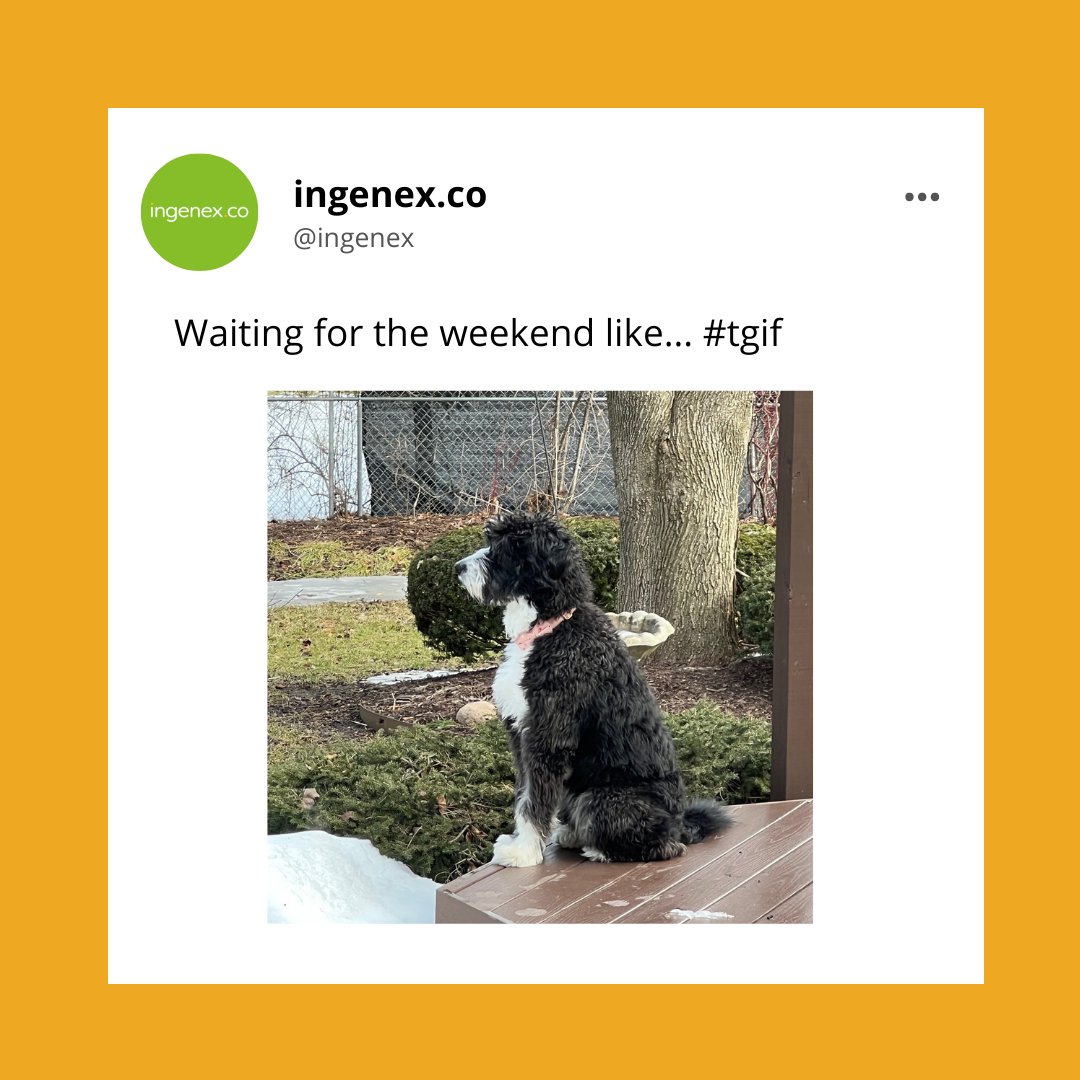 ingenex's tweet photo. Friday mood 👀

#contentmarketing #marketingstrategy #socialmedia https://t.co/nm49ahQQTs