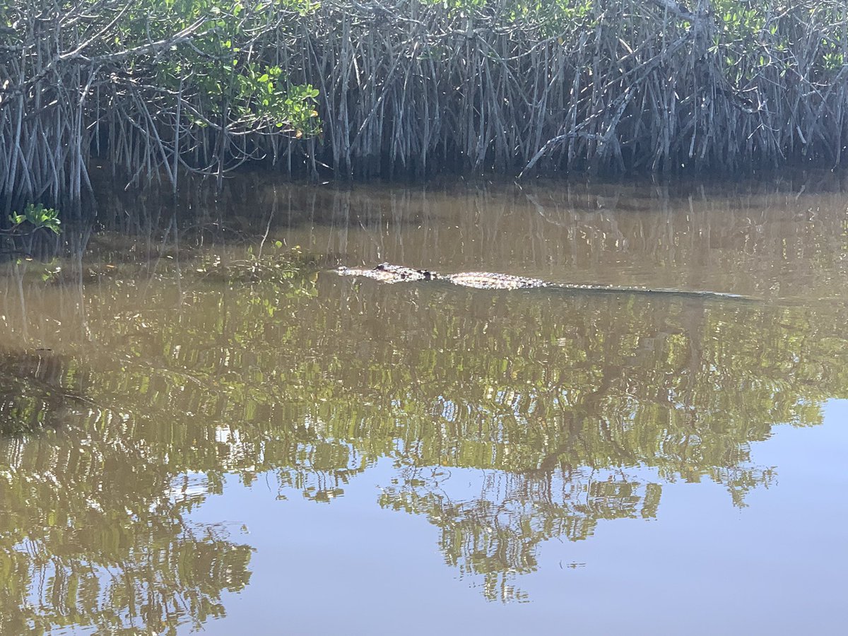 Airboat tour through the Everglades! Gators, snakes and sunshine! #oogityboogity - <a href="/SiriusSummit/">Sirius Summit</a>