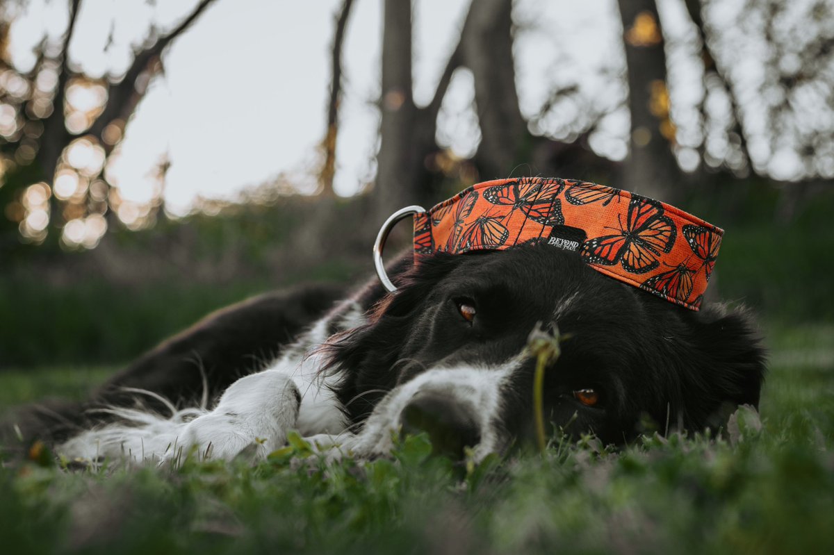 Beyond the Trail | Nicole tweet media