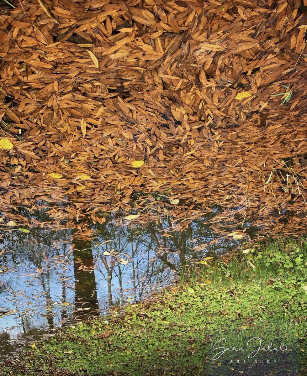 Dr. Sara Ferrari (@drsaraferrari) on Twitter photo 