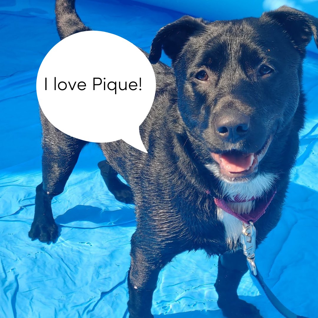 At the end of the week, we could all use more smiles. Our solution? #PetsOfPique! Our writer Patty’s dog Byron loves summer swims and learning!