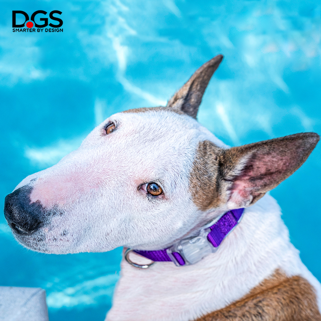 DGSPetProducts's tweet photo. Buddy is getting ready to jump into the weekend!
#dgspetproducts #cometcollar #dogcollar #leddogcollar #bullterrier #bullterrierlove https://t.co/5hPh3inUfK