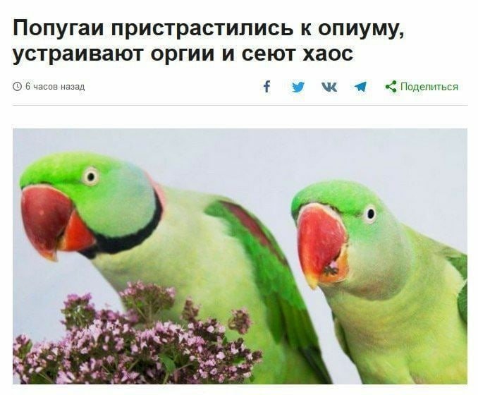 DantesDmitriy's tweet photo. Планы на вечер: попугай https://t.co/DxrDYFwmaJ