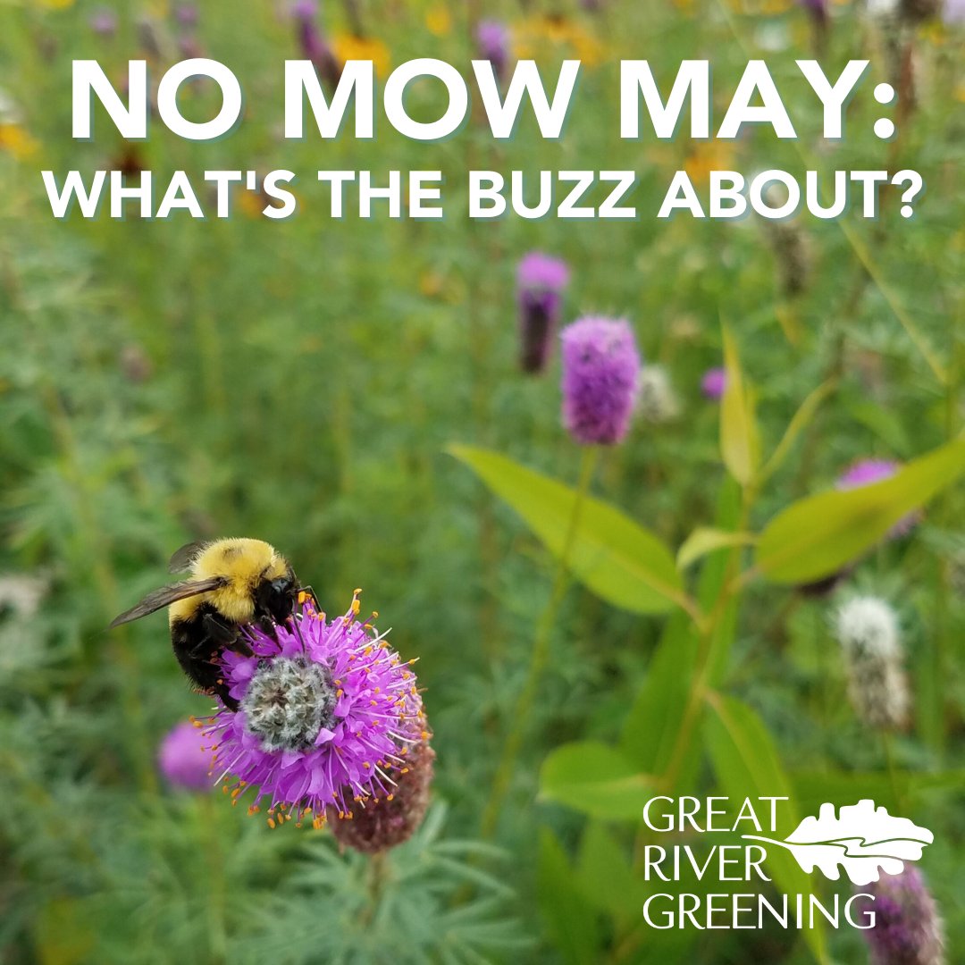 greatrivergreen's tweet photo. You may have noticed that your neighbors’ lawns are getting a little… LONG. Or perhaps you're seeing “No Mow May” signs in the neighborhood. What’s up? Read on: https://t.co/HVhgxqDcZL
#restoreMN #nomowmay #nomowmay2022 #protectpollinators #pollinatorhabitat 📸: Becca Tucker https://t.co/Nn2eOcdOXq